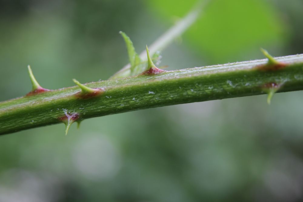 Rubus armeniacus Focke, 1874